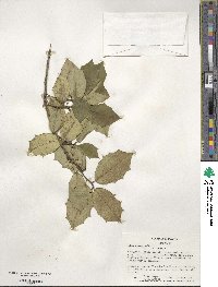 Ilex opaca image