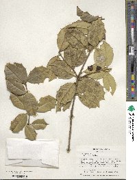 Ilex opaca image