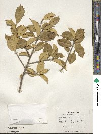 Ilex opaca image