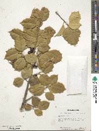 Ilex opaca image