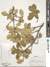 Ilex opaca image