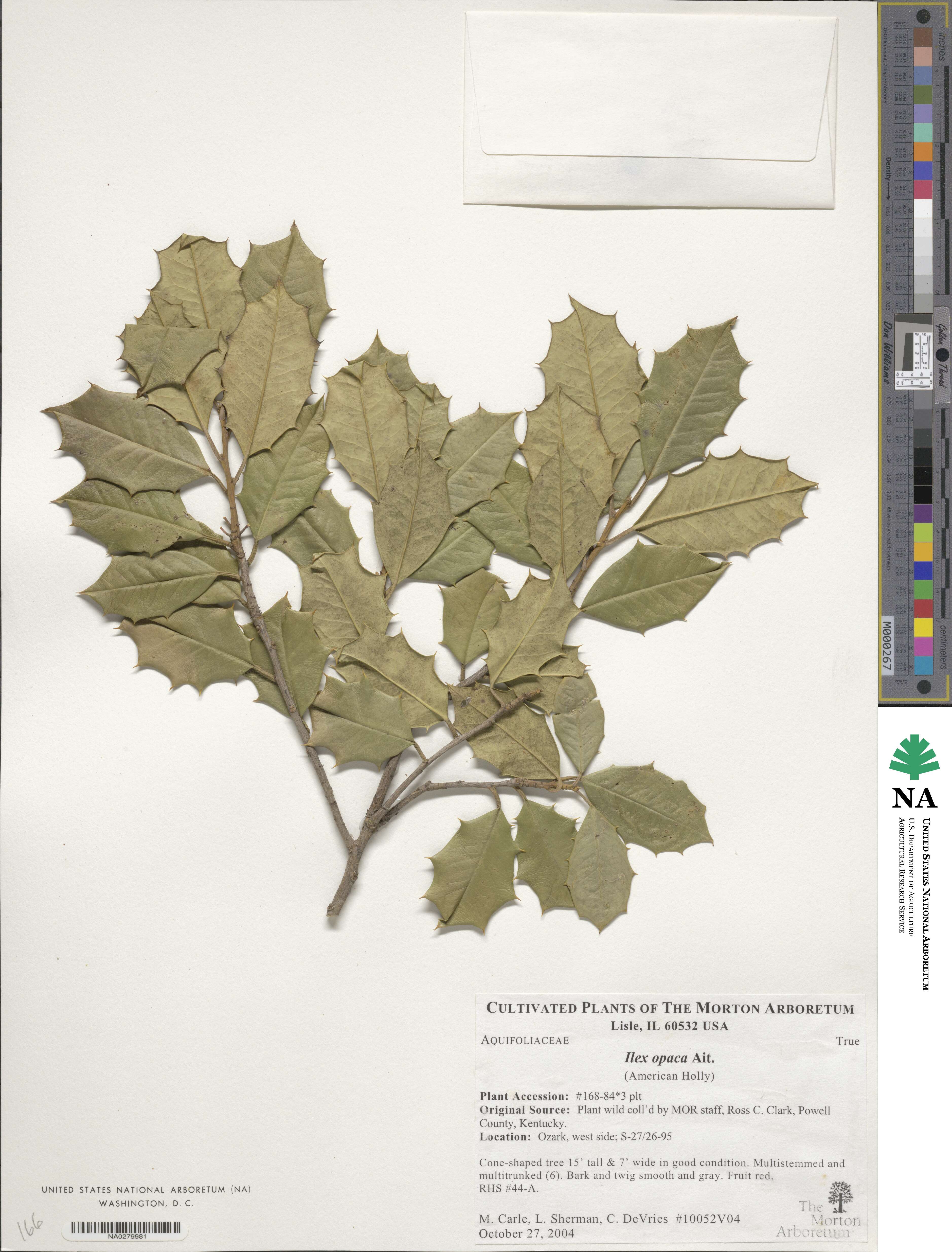 Ilex opaca image