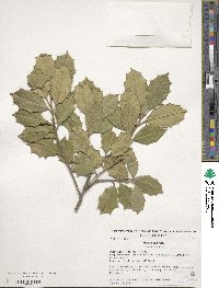 Ilex opaca image