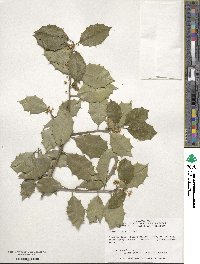 Ilex opaca image