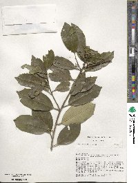 Ilex opaca image