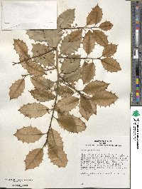 Ilex opaca image