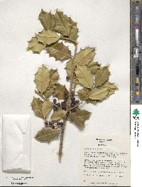 Ilex opaca image