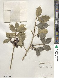 Ilex opaca image