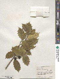 Ilex opaca image