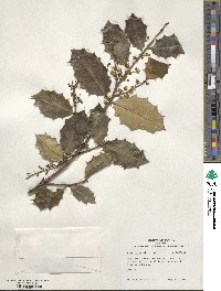 Ilex opaca image