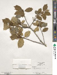 Ilex opaca image