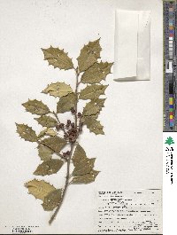 Ilex opaca image