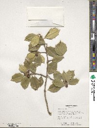 Ilex opaca image