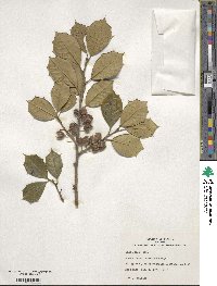 Ilex opaca image