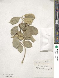 Ilex opaca image