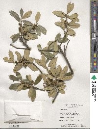 Ilex opaca image