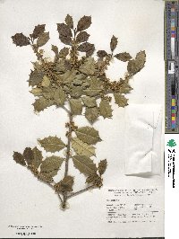 Ilex opaca image