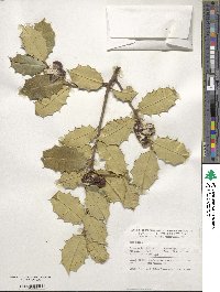 Ilex opaca image