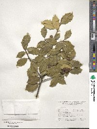 Ilex opaca image