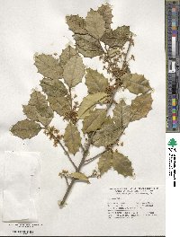 Ilex opaca image