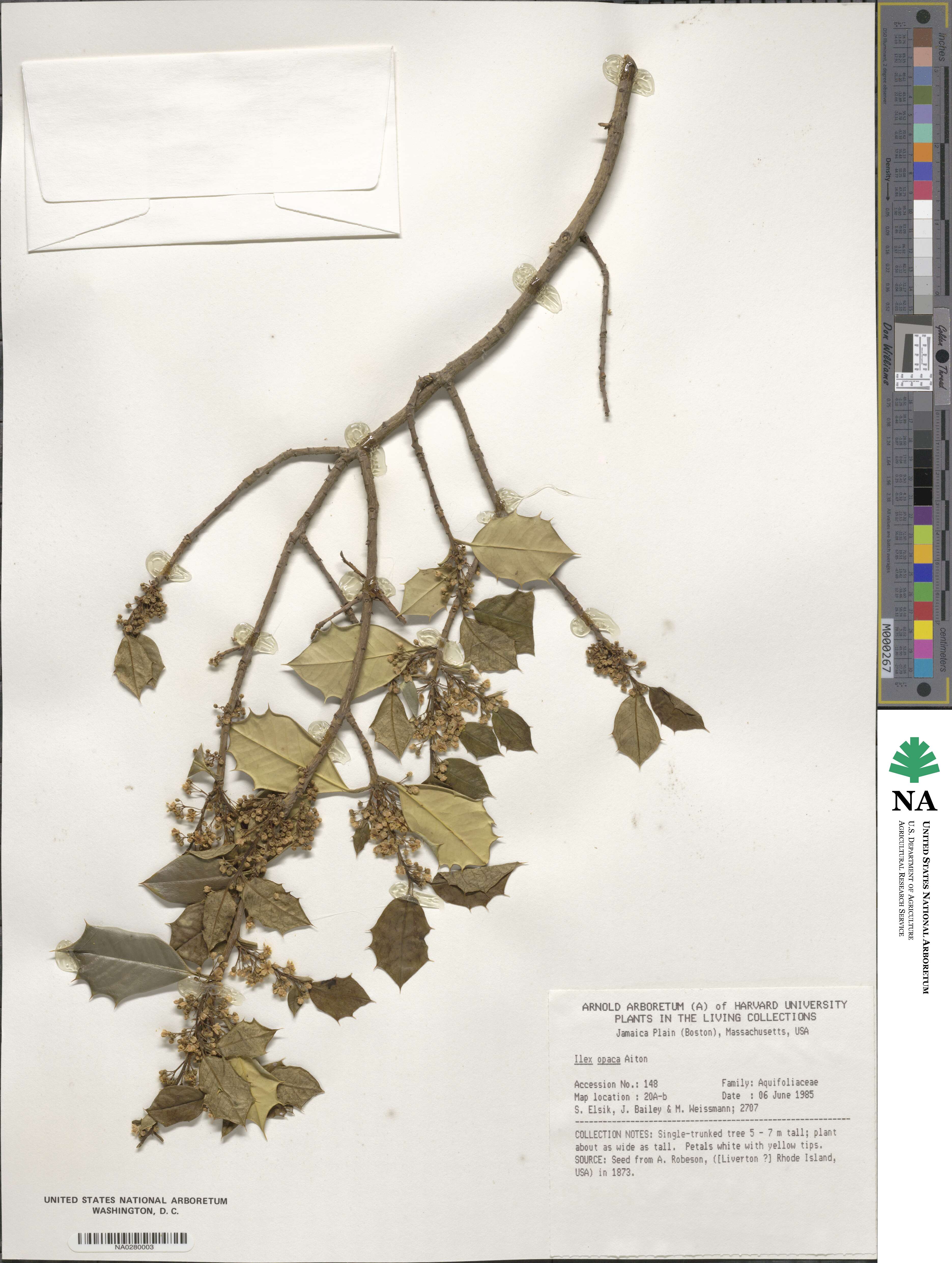 Ilex opaca image