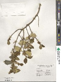 Ilex opaca image