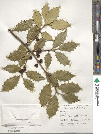 Ilex opaca image