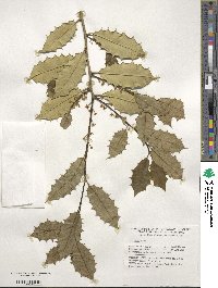 Ilex opaca image