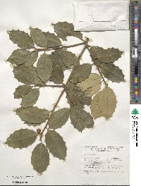 Ilex opaca image