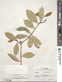 Ilex opaca image