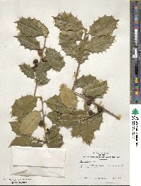 Ilex opaca image