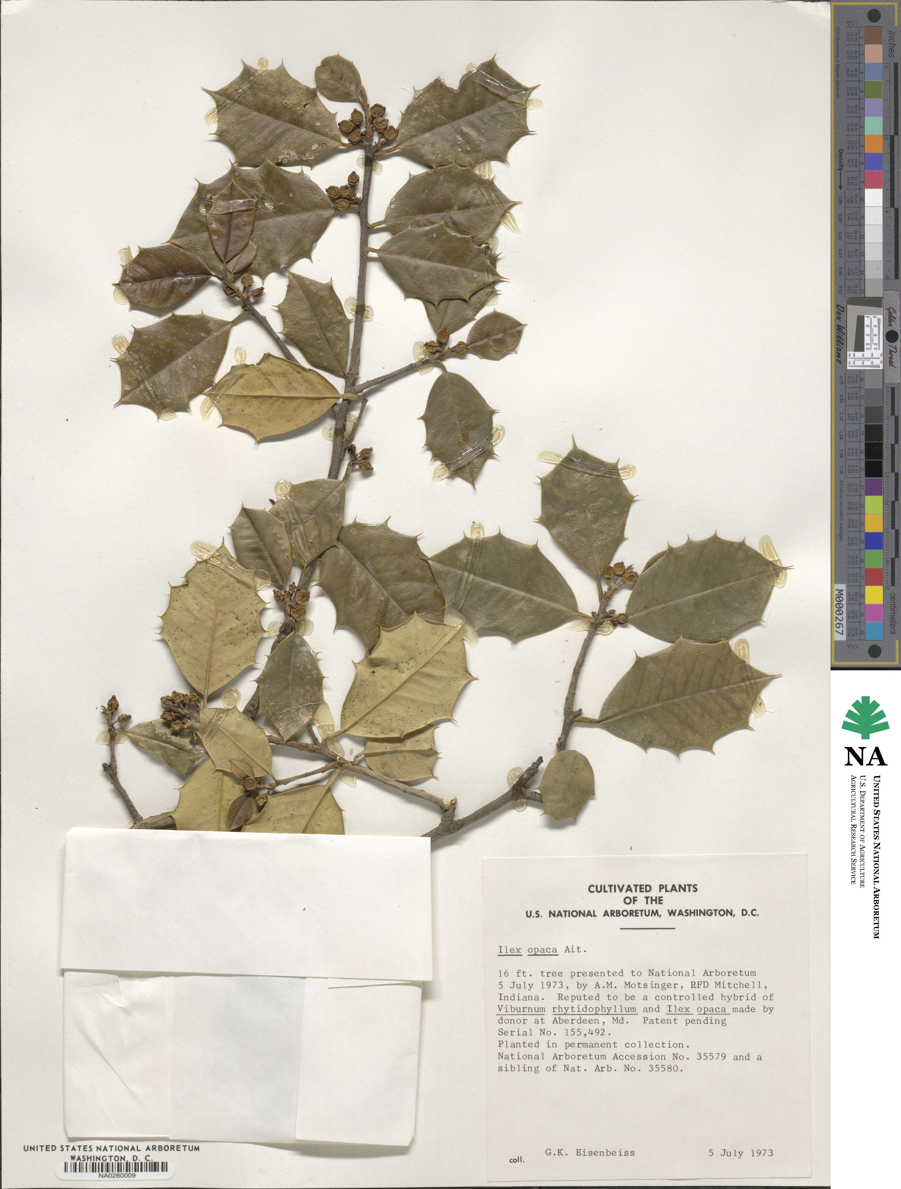 Ilex opaca image