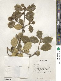 Ilex opaca image