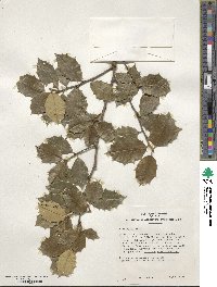 Ilex opaca image