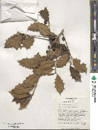 Ilex opaca image