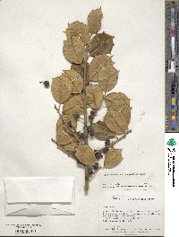 Ilex opaca image