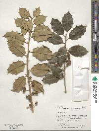 Ilex opaca image