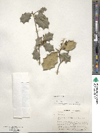 Ilex opaca image