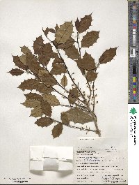 Ilex opaca image