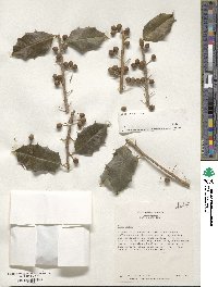 Ilex opaca image