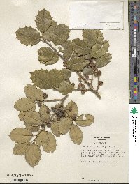 Image Associated With the Occurence