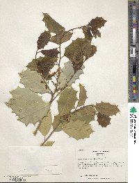 Image Associated With the Occurence