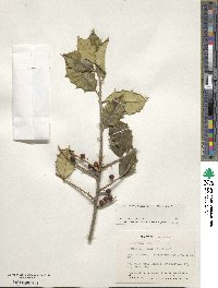 Image Associated With the Occurence
