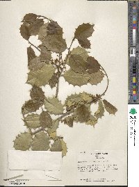 Image Associated With the Occurence