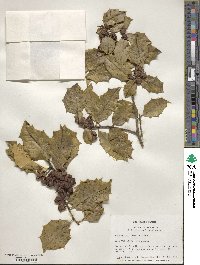 Image Associated With the Occurence