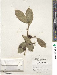 Image Associated With the Occurence