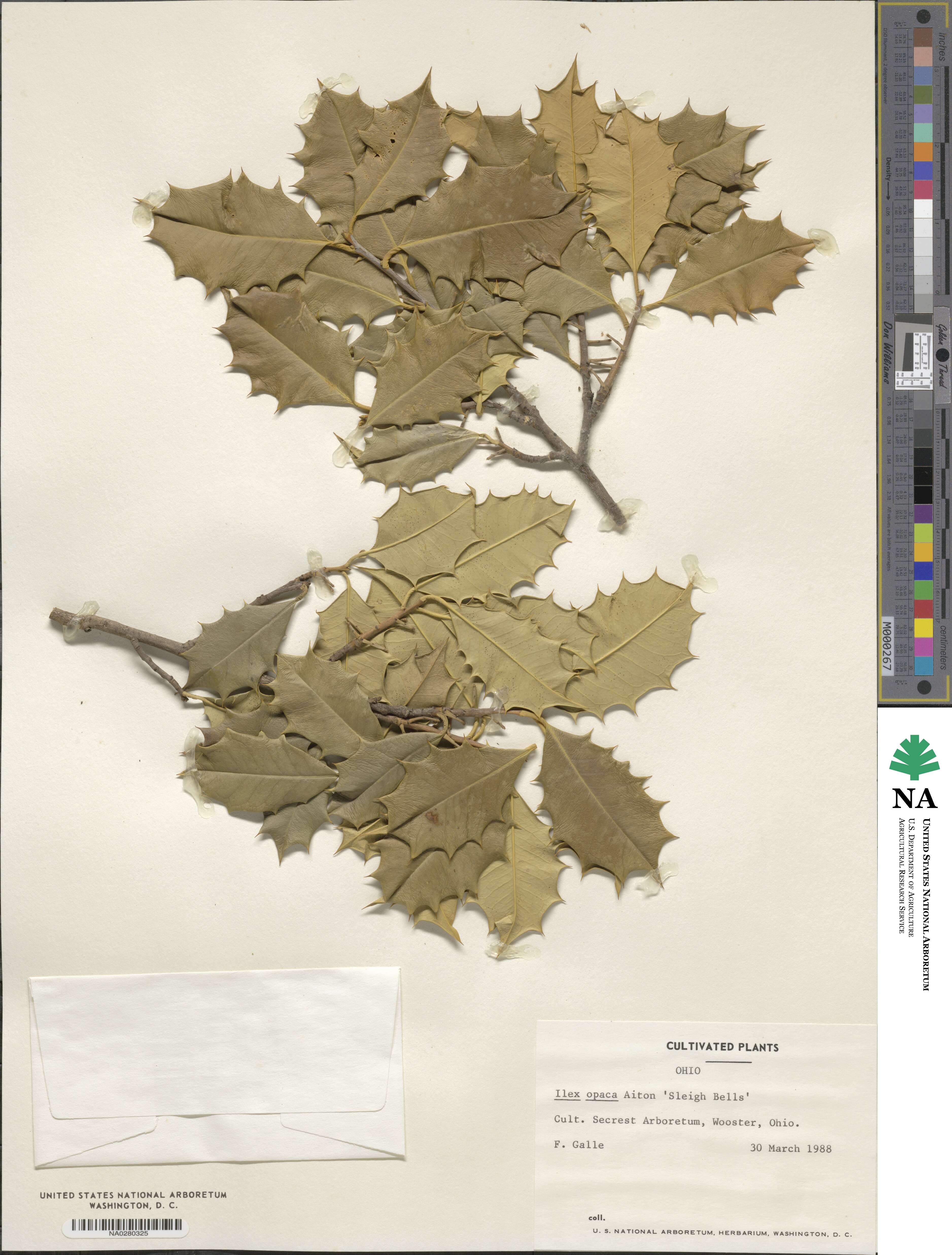 Ilex 'Sleigh Bells' image