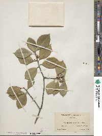 Ilex opaca image