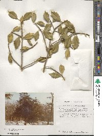 Ilex opaca image