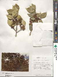 Ilex opaca image